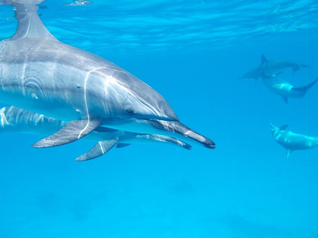 dolphin, ocean, sea
